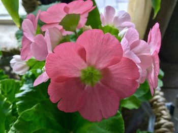 Close-up of pink flowers blooming outdoors