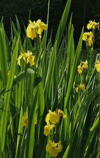 Close-up of yellow daffodil flowers in field