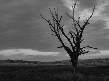 Bare tree on landscape against sky