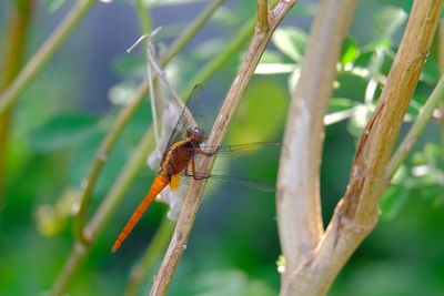 Close-up of dragonfly on plant