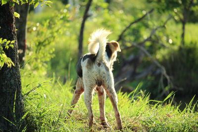 View of an animal on field