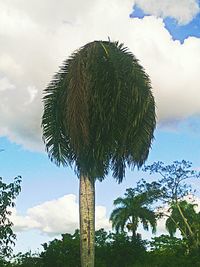 Low angle view of palm trees against cloudy sky