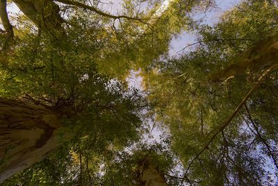 Low angle view of trees in forest