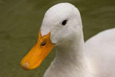 Close-up of swan