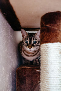 Portrait of cat below scratching pole