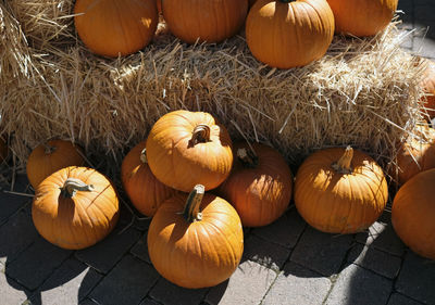High angle view of pumpkins on display
