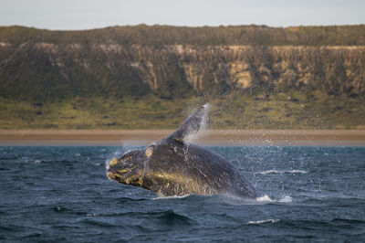 View of turtle swimming in sea