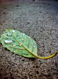 High angle view of dry leaf on sand