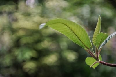 Close-up of plant