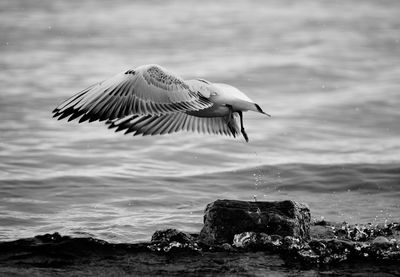 Seagull flying over a sea