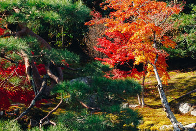 Trees by plants in forest during autumn