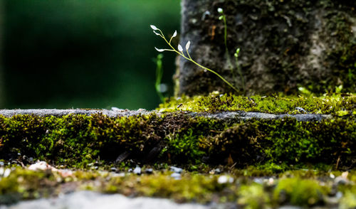 Close-up of lizard on moss