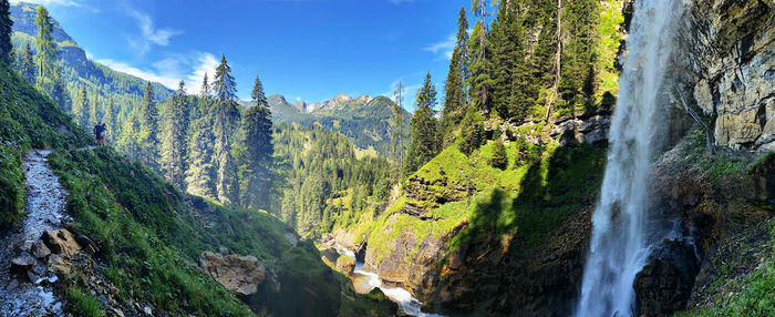 Panoramic view of pine trees in forest against sky