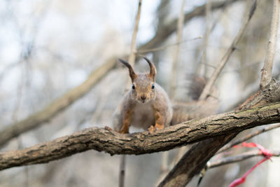 Low angle portrait of squirrel on branch