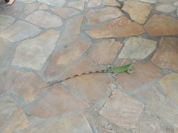 Full frame shot of paving stones on footpath