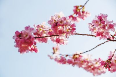Close-up of pink cherry blossoms against sky