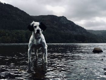 Springer spaniel stood in lake, derwentwater, borrowdale, cumbria 