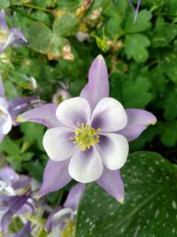 Close-up of purple flowering plant