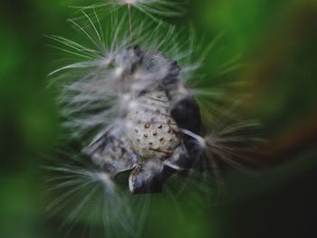 Close-up of dandelion flower