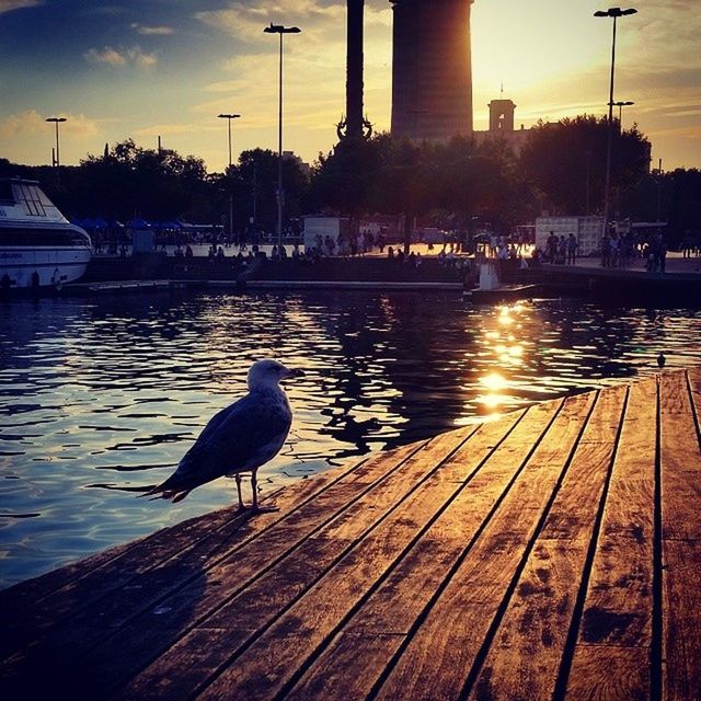 bird, animal themes, animals in the wild, wildlife, water, sunset, one animal, built structure, sky, pier, perching, building exterior, architecture, river, seagull, nature, wood - material, outdoors, lake, two animals