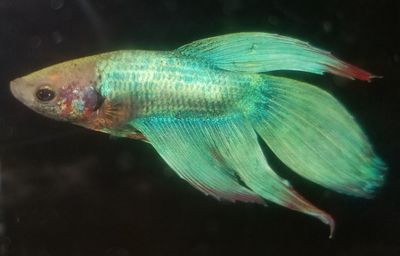 Close-up of fish swimming in sea