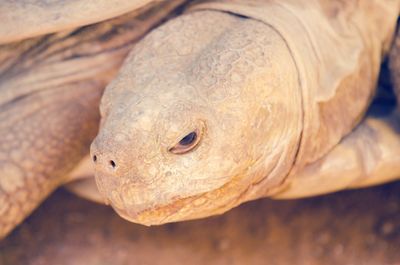 Close-up of giant tortoise