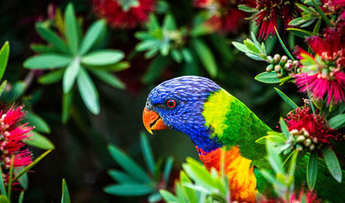 Close-up of parrot perching on tree