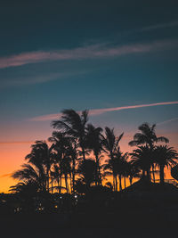 palm tree