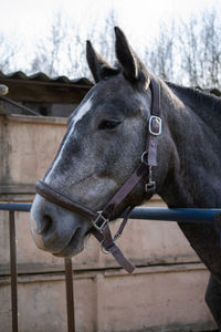 Close-up of horse