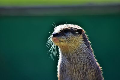Close-up of an otter 