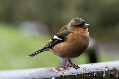 Close-up of bird perching on railing