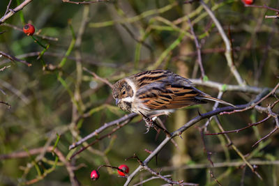Female reed bunting, emberiza schoeniclus, perched on a bush twig