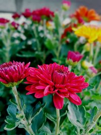 Close-up of pink flowering plants