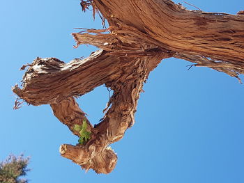 Low angle view of dried tree against clear blue sky