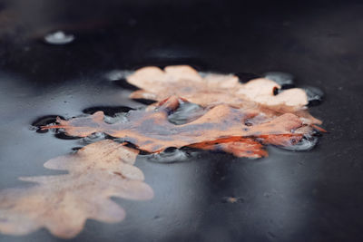 High angle view of leaf in water