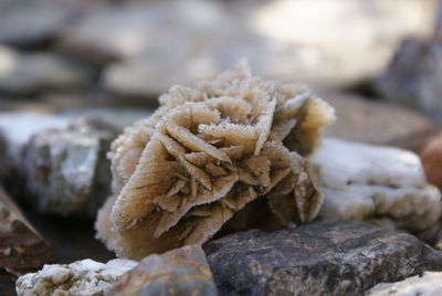 Close-up of frost on rock