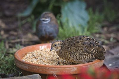 Close-up of bird