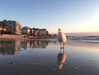 Seagull perching on shore against clear sky