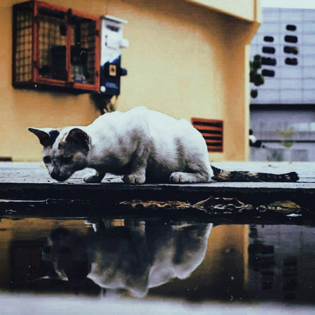 DOG SLEEPING ON A BUILDING