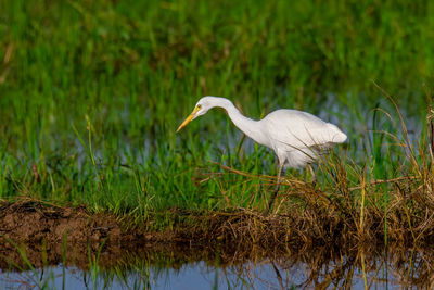 Side view of a bird in water