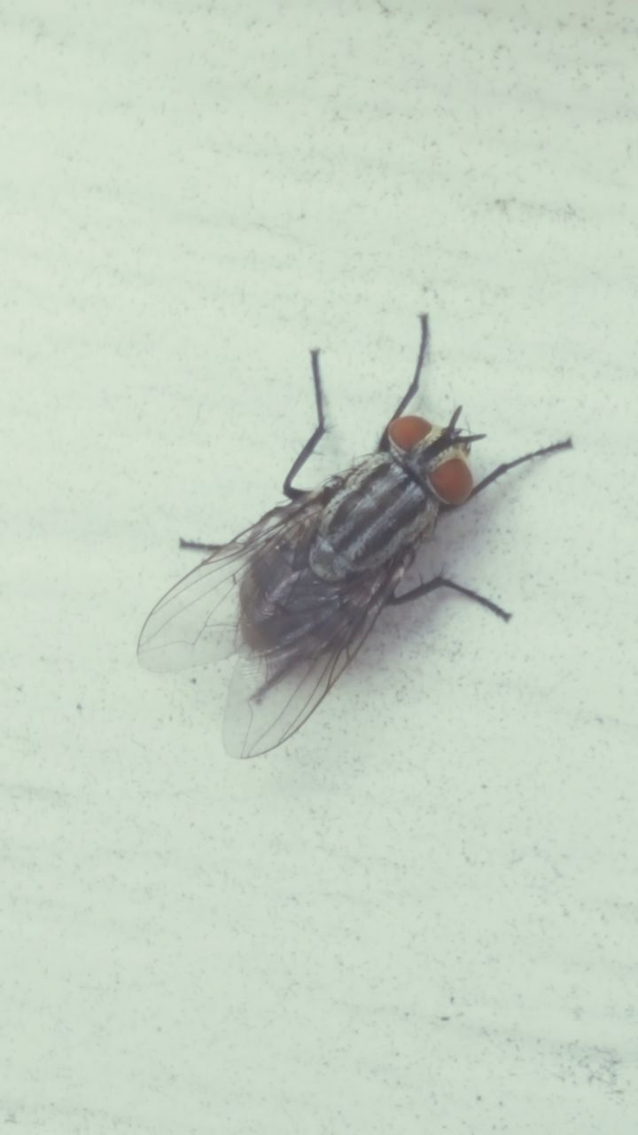 CLOSE-UP OF DEAD INSECT ON GROUND