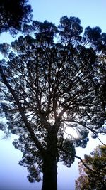 Low angle view of trees