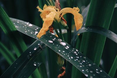 Close-up of wet plant during rainy season