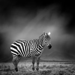 Dramatic black and white image of a zebra on black background