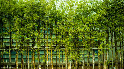 Trees growing in sunlight