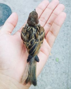 Close-up of sparrow on human palm