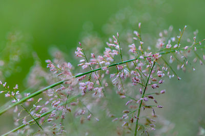 Close-up of flowering plant
