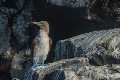 Bird perching on wood