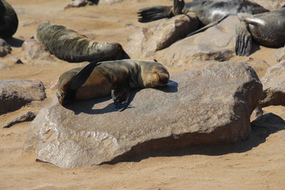 High angle view of sea lion