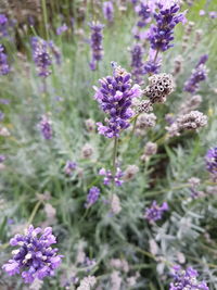 Close-up of purple flowering plants on field